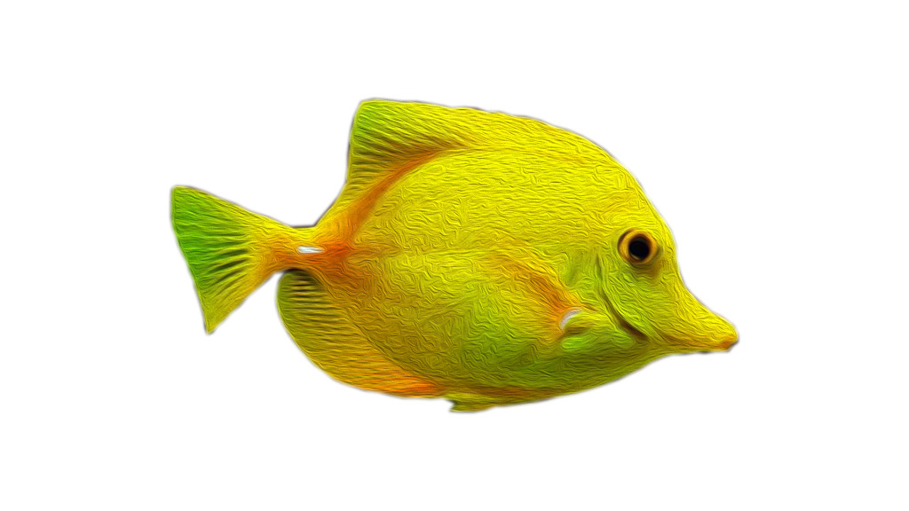 Yellow Fish Asset